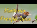 Download Lagu Download Suara Masteran Burung Prenjak Jawa