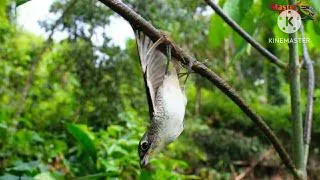 suara pikat burung cendet macan kombinasi burcil