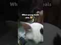 Download Lagu When Pussy heals you #nave #evan #nimo #cat