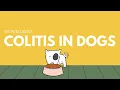 Colitis in Dogs What is colitis in dogs How to treat colitis in dogs How to diagnose colitis