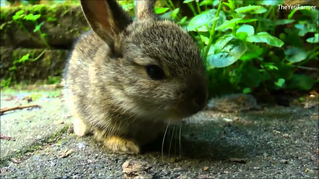**LEAKED VIVISECTION FOOTAGE** Animal Testing [Germany]
