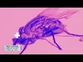 Flea vs Bedbug Bites How to Tell the Difference in 30 Seconds