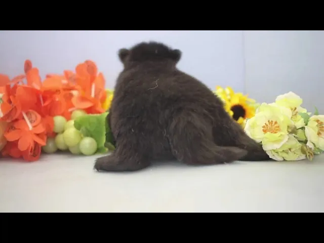 動画