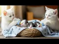 Download Lagu A Week with the Kittens and Their Mama – Cutest Moments Recap!