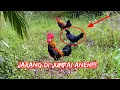 Download Lagu AYAM HUTAN JANTAN MEMBAWA BETINA YANG ANEH