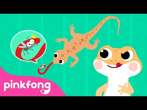 Download MP3 Cicak cicak di dinding | Lagu Anak Indonesia | Pinkfong Baby Shark