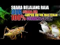 Download Lagu SUARA BELALANG RAJA SPEED RAPAT UNTUK MASTERAN CIWAH DAN CIGUN || SUARA JERNIH MUDAH DITIRU