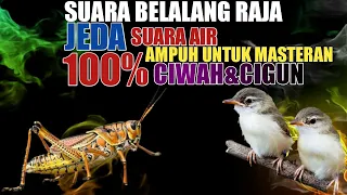 suara belalang raja speed rapat untuk masteran ciwah dan cigun suara jernih mudah ditiru