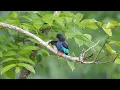 Relaxing Piano Music & Bird Sounds | Nature Sounds for Work and Study