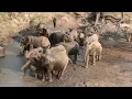 Download Lagu Heards of Hippos, Elephants, and Gazelles #wildlife #animals #fyp
