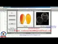 Fruit Identification Using CNN Matlab Project With Source Code Fruit Detection Fruit Recognition