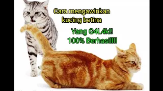 Download Tips/Cara Mengatasi Kucing Betina Yang GALAK 100% Berhasill!!!! MP3