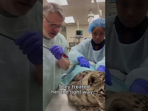 Hero saves cheetah #motivation #animals #wildlife #shorts