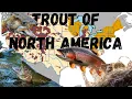 The Trout Species Of North America An identification and range map trout guide
