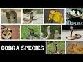 Cobra Species - All Cobra Snake Species Of The World