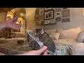 Seresto Cat Vet-Recommended Flea Tick Treatment Prevention Collar for Cats 8 Month