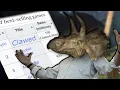 The Dinosaur Gaming Genre Is Back 50 Clawed-Illion Copies Sold Clawed