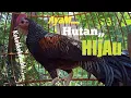 suara ayam hutan hijau ngekek memanggil teman nya,, pancingan suara ayam hutan hijau