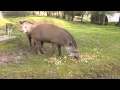 Brazilian Tapirs at Linton Zoo Tiana and Thiago meet for the first time.  Dec 2012.MOV