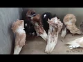 My Jacobin Pigeons