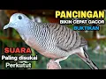 Download Lagu Perkutut Lokal Gacor Suara Paling Ampuh Untuk Masteran Burung Perkutut Agar Bunyi.
