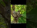 Download Lagu anak perkutut lokal alam#perkututlokal #perkutut #perkututlokalgacor #perkututgacor #burung #birds