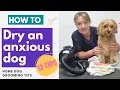 12 Tips To Dry An Anxious Dog With A High Velocity Dryer Home Dog Grooming Tips
