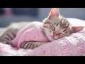 Musik untuk Kucing Gugup - Musik Tidur Menenangkan, Musik Relaksasi Mendalam Untuk Hewan Peliharaan