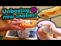 Unboxing 15 New Snakes Mostly Hognoses