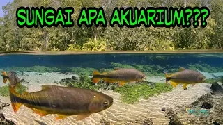 Download Rio Da Prata: Sungai Terjernih Dengan Ekosistem Yang Sungguh Menakjubkan MP3