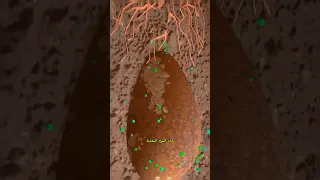 تحول جسم الإنسان بعد الموت إلى شجرة فكرة مذهلة ستغير مفهوم الحياة والموت تحويل الجسم إلى شجرة 