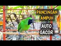 Download Lagu Cucak Ijo Gacor Memanggil Supaya Cepat Nyaut Bongkar Isian