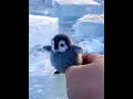 Download Lagu Pinch the penguin baby. Cute and adorable. Penguins. How healing can small animals be? Cute pets