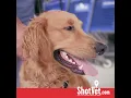 ShotVet Recruitment