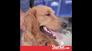 ShotVet Recruitment