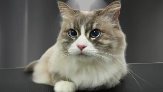 Something Strange is Happening With My Cat Clients...
