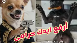 ارفع يدك فوق  كلب يثبت كلب مضحك دندنها