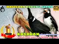 Download Lagu Burung Cililin Gacor vs Kapas Tembak vs Jalak Suren _ Masteran Ampuh Murai