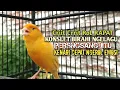 Download Lagu kenari gacor panjang Cuit Cuit EMOSI, Pancingan Kenari Paud Belajar Bunyi, terapi AMPUH Kenari MACET