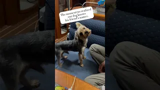 Rex got Frands #sailingbyefelicia #yorkie