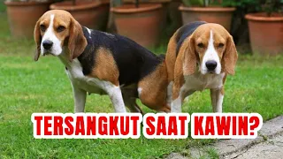 mengapa saat anjing kewin bagian bokongnya saling nempel dan terikat cerita satwa