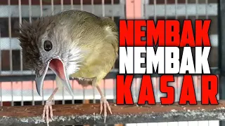 Download Kapas Tembak Betina Nembak Nembak Kasar. MP3