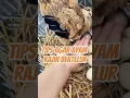 Tips Agar Ayam Rajin Bertelur #ayam