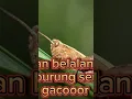 Download Lagu suara belalang emas, untuk masteran burung #kicaumania #masteranjernih #burung #kicaumanianusantara MP3