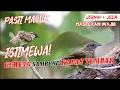 Download Lagu Masteran Suara Burung Kapas Tembak Gacor sambung GEREJA TARUNG Durasi Panjang