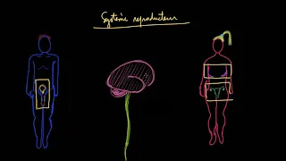 the reproductive system