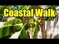 Download Lagu Kustwandeling in Zuidoost-Spanje 🇪🇸 - Met een aantal interessante fruitbomen