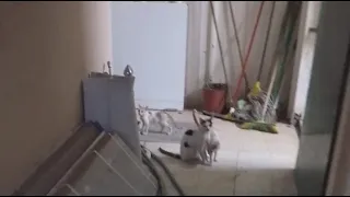 Billiyon Ka Khel Dekhiye Saudi Arabia