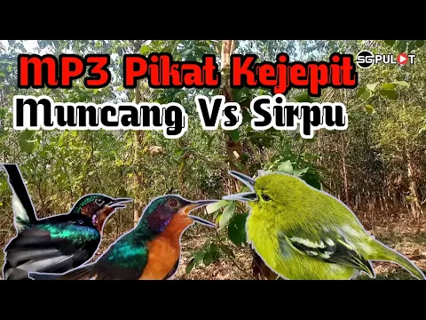 Download MP3 Kolibri Muncang Kejepit‼️,Suara Pikat Kolibri Wulung Kombinasi Burung Sirpu