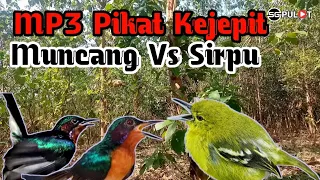 kolibri muncang kejepit suara pikat kolibri wulung kombinasi burung sirpu